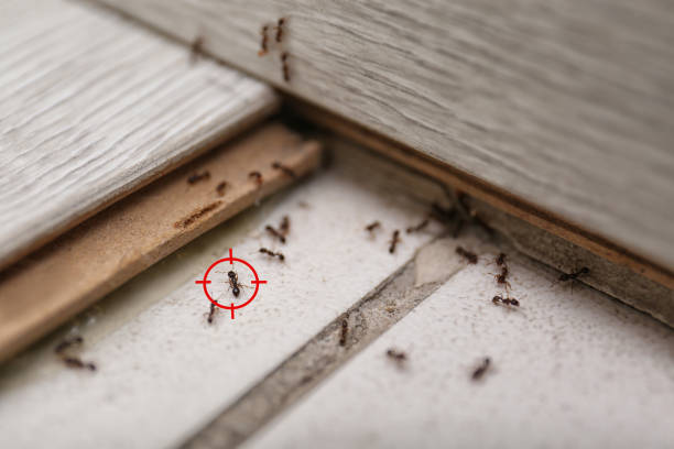 Best Affordable Pest Control Services  in Pittsburg, CA